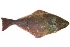 鸦片鱼
