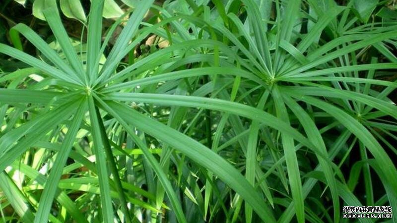 旱伞草的养殖方法