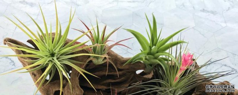 空气凤梨植物室内养殖方法