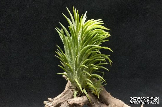 空气凤梨植物室内养殖方法
