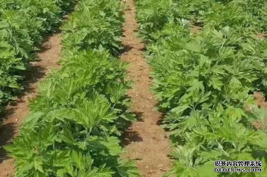 艾草种植技术