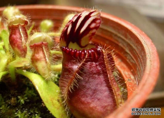土瓶草的资料