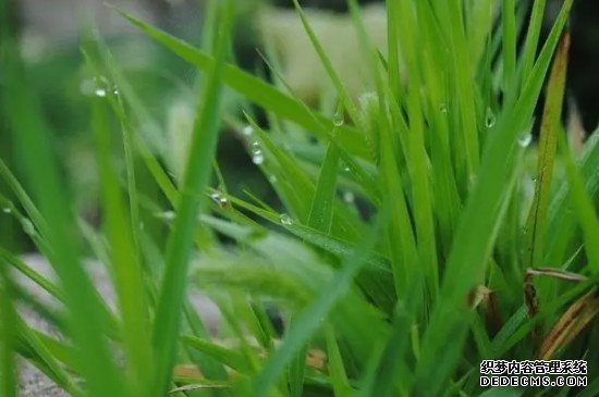 小草的象征意义