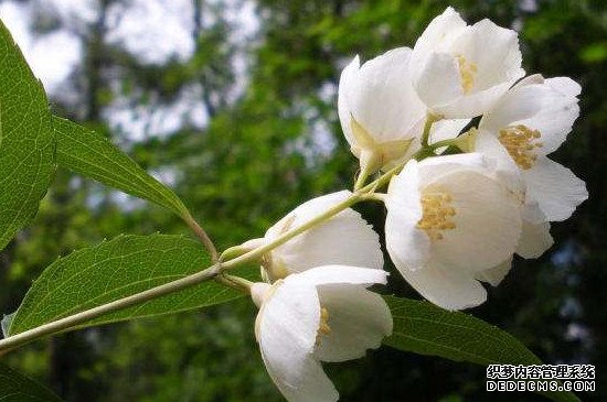 太平花是什么花
