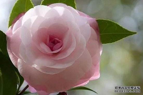 茶花需要什么肥料