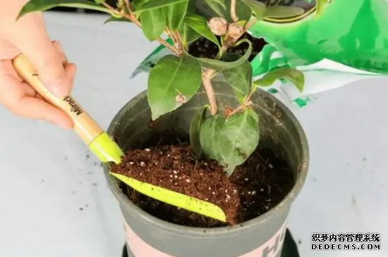 绣球小苗的养护方法