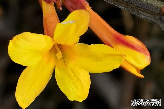迎春花的特点