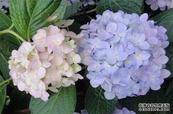 琼花的种子繁殖，4个步骤简单完成