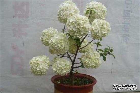 琼花的种子繁殖，4个步骤简单完成
