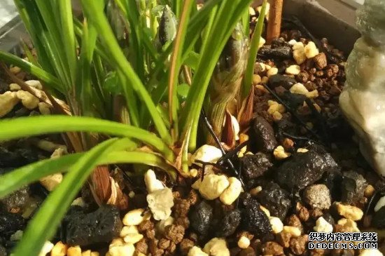 兰花掉花苞原因分析及处理办法