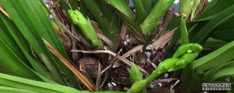 兰花掉花苞原因分析及处理办法