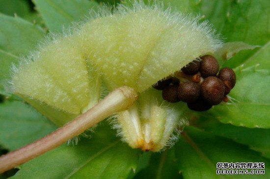 凤仙花花的种子是怎么传播的