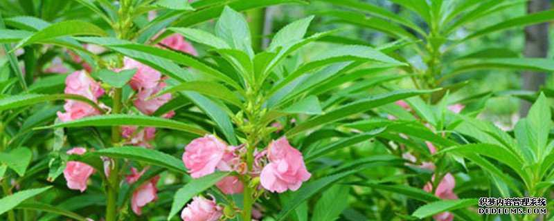 凤仙花花的种子是怎么传播的