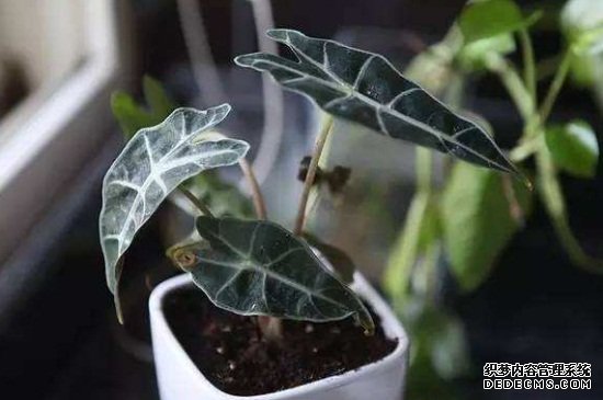 黑叶观音莲烂叶怎么办，修剪烂叶多菌灵消毒