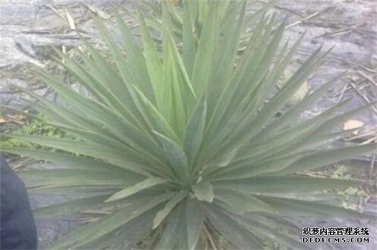 丝兰的繁殖方法，春秋两季分株栽植养护