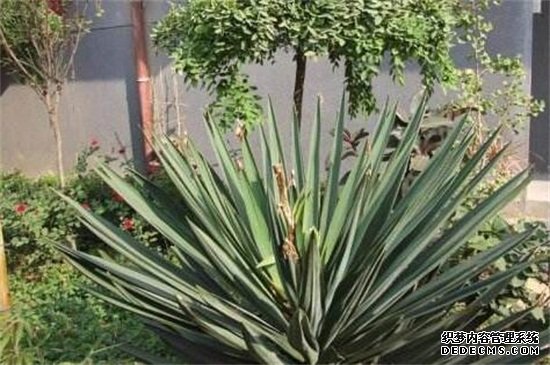 丝兰的繁殖方法，春秋两季分株栽植养护