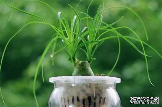 酒瓶兰有毒吗，无毒可提高空气质量