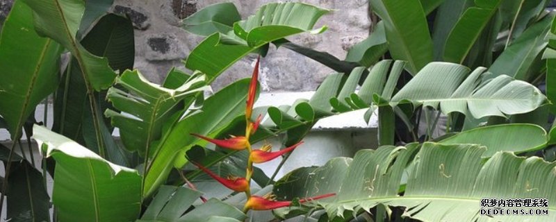 鹤望兰的养殖方法