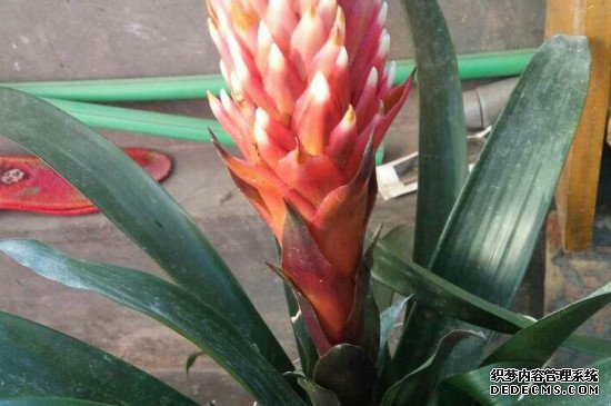 水塔花怎么繁殖