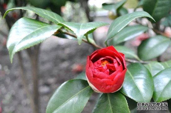 山茶花寓意及花语