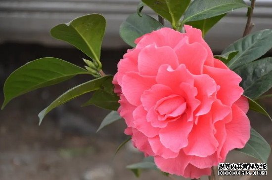 山茶花寓意及花语