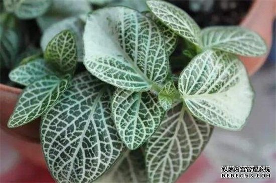 水晶花烛的养殖方法及注意事项