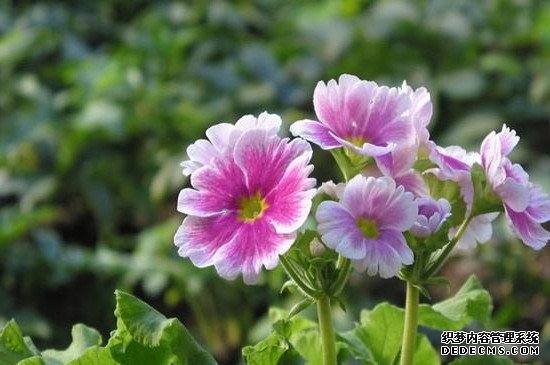 报春花开花后怎么办
