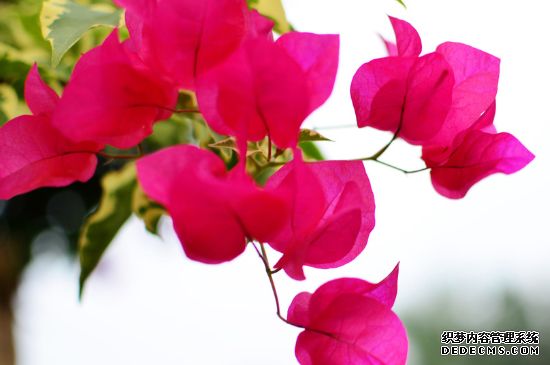叶子花怎么繁殖