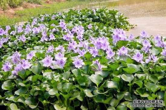 水葫芦怎么养能开花