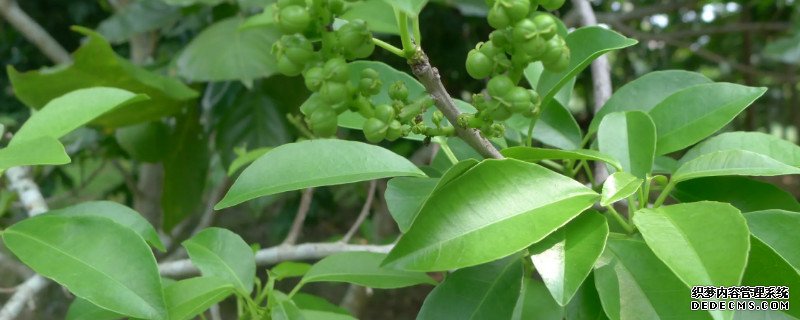 亚热带常绿阔叶林代表树种