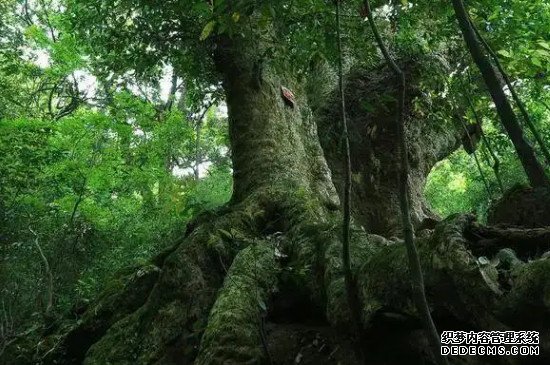 亚热带常绿阔叶林代表树种