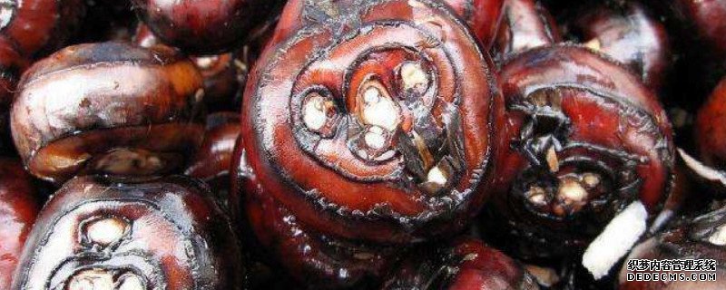 野荸荠的根是什么样子