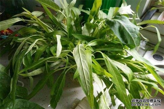 空心菜的阳台种植技巧，春季播种浇水采收管理