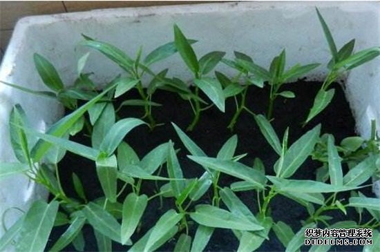 空心菜的阳台种植技巧，春季播种浇水采收管理