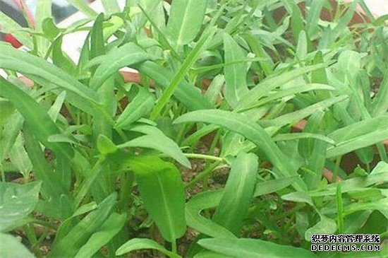 空心菜的阳台种植技巧，春季播种浇水采收管理