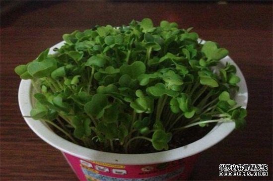 空心菜的阳台种植技巧，春季播种浇水采收管理