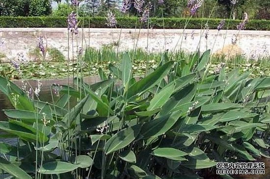 再力花是什么植物