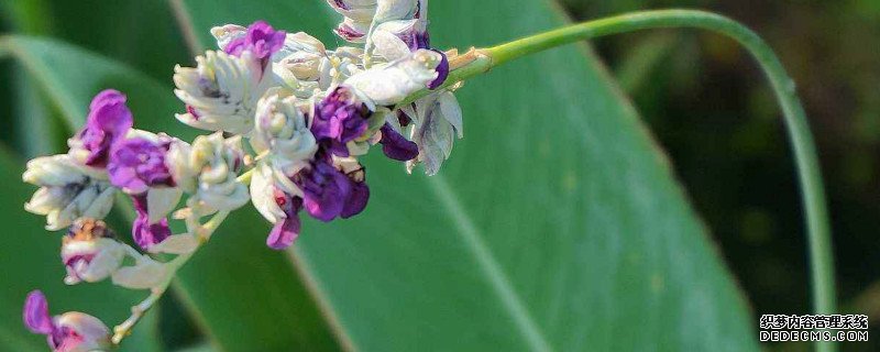 再力花是什么植物