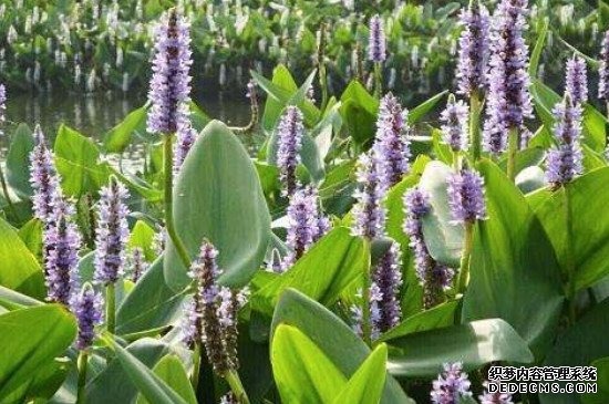 再力花是什么植物