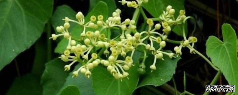 锦屏藤怎样过冬
