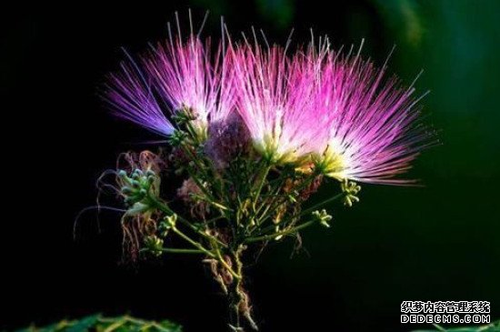 合欢树和芙蓉树的区别