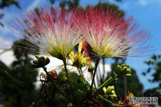 合欢树和芙蓉树的区别