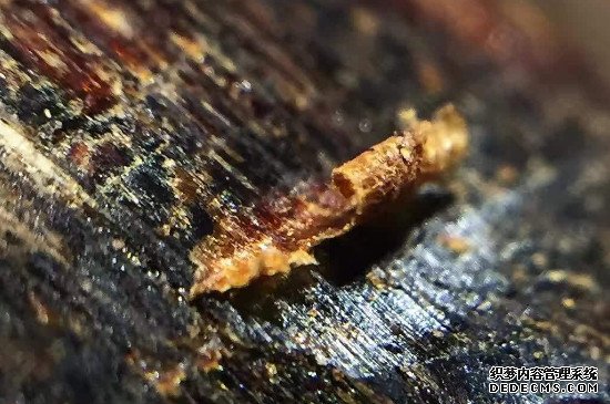 白奇楠沉香的特征