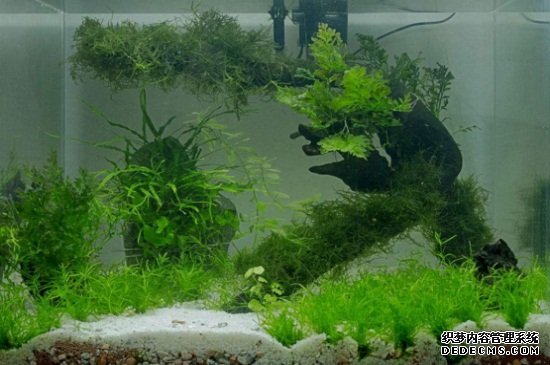 水草是什么植物