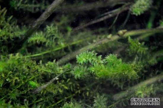水草是什么植物