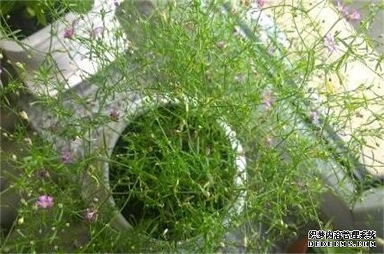 满天星叶子可以喷水吗，可喷水进行水分补充