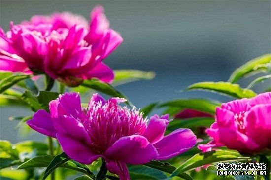 芍药花栽培与养殖，可进行播种或分株