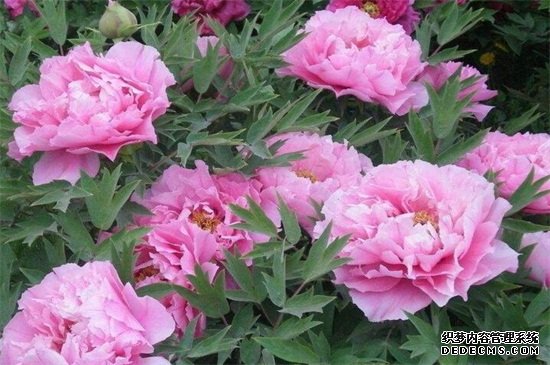 芍药花栽培与养殖，可进行播种或分株