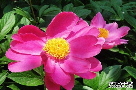芍药花栽培与养殖，可进行播种或分株