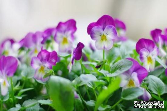 香堇菜和三色堇的区别，属性外形不同